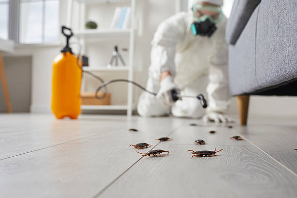 Post-Treatment Bed Bug Interceptor Monitoring in Rio del Mar